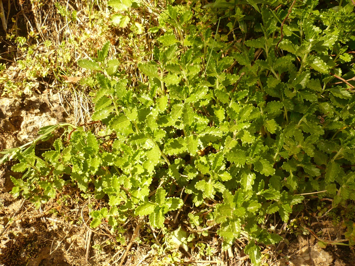Teucrium chamaedrys (Lamiaceae)